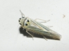 Hauptidia lapidicola