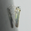 Hauptidia lapidicola