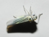Hauptidia lapidicola