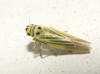 Hauptidia lapidicola