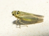 Hauptidia lapidicola