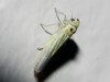 Hauptidia sp.