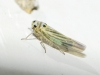 Hauptidia sp.