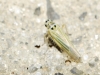 Hauptidia sp.