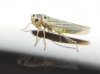 Hauptidia sp.