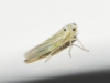 Hauptidia sp.