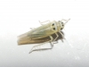Hauptidia sp.