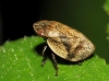 Lepyronia coleoptrata