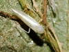 Linnavuoriana sexmaculata
