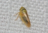 Macropsis cf. graminea