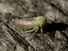 Macropsis cf. graminea