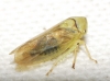 Macropsis sp.