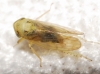 Macropsis sp.