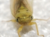 Macropsis sp.