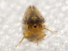Macropsis sp.