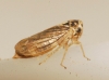 Macropsis sp.