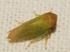 Macropsis sp.