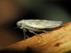 Macrosteles sp.