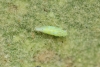 Micantulina stigmatipennis Micantulina stigmatipennis