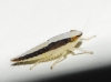 Mocydia crocea Mocydia crocea