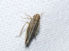 Mocydia crocea Mocydia crocea