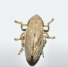 Neophilaenus cf. lineatus