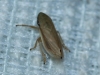 Neophilaenus cf. lineatus