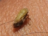 Neophilaenus sp.