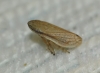 Neophilaenus sp.