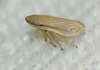 Neophilaenus sp.