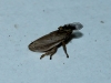 Neophilaenus sp.