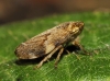 Philaenus cf. spumarius