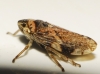 Philaenus cf. spumarius