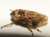 Philaenus cf. spumarius