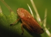 Philaenus cf. spumarius