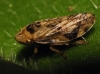 Philaenus cf. spumarius