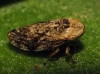 Philaenus cf. spumarius