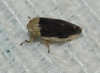 Philaenus cf. spumarius