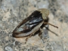 Philaenus cf. spumarius