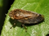 Philaenus cf. spumarius