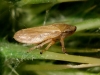 Philaenus sp.