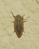 Philaenus sp.