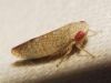 Platymetopius sp.
