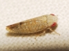 Platymetopius sp.