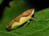 Platymetopius sp.
