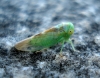 Populicerus cf. confusus