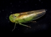 Populicerus sp.