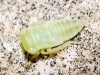 Populicerus sp.