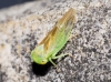 Populicerus sp.