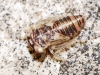 Populicerus sp.